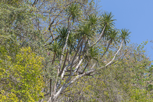 Dracaena cochinchinensis (Dracaena cochinchinensis)