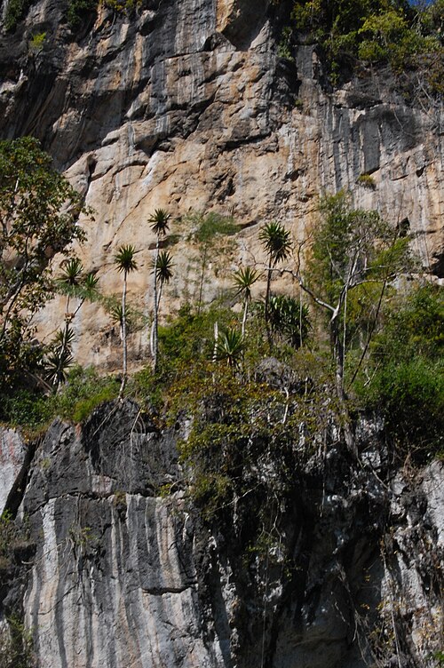 Dracaena cochinchinensis: Dracaena loureiri habitat