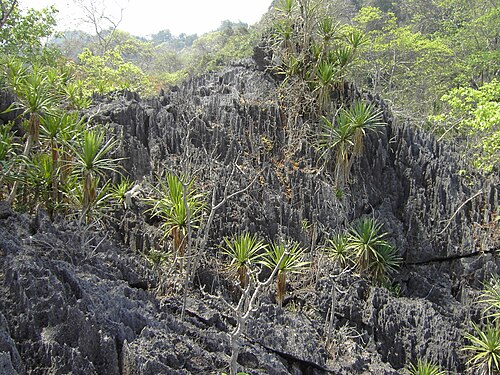 Dracaena cochinchinensis: Dracaena loureiri habitat