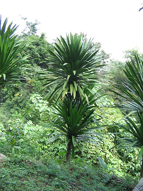 Dracaena cochinchinensis: Dracaena loureiri