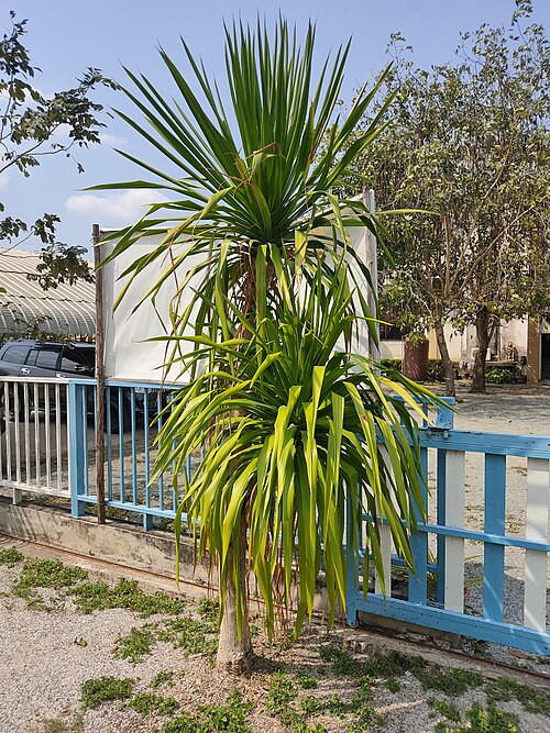 Dracaena cochinchinensis: Dracaena loureiri - จันผา