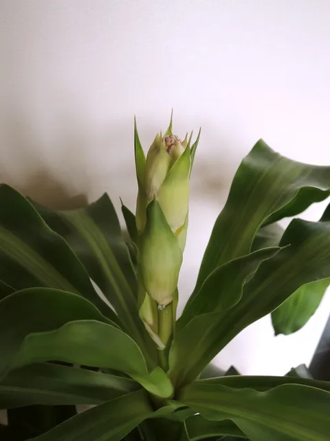Corn plant: Bourgeon floral sur un Dracaena fragrans , plante verte.