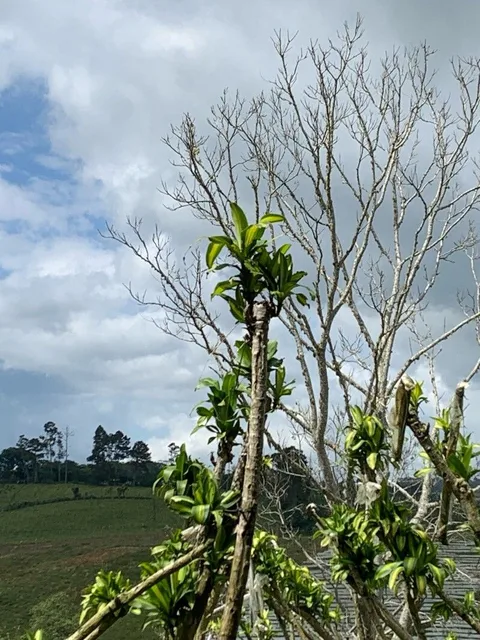 Corn plant (Dracaena fragrans)