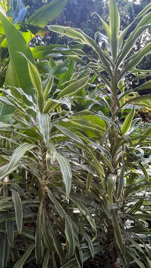 Corn plant (Dracaena fragrans)