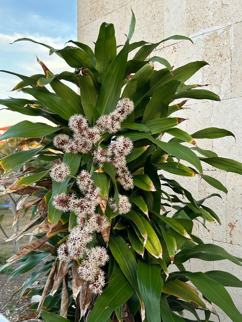 Corn plant (Dracaena fragrans)