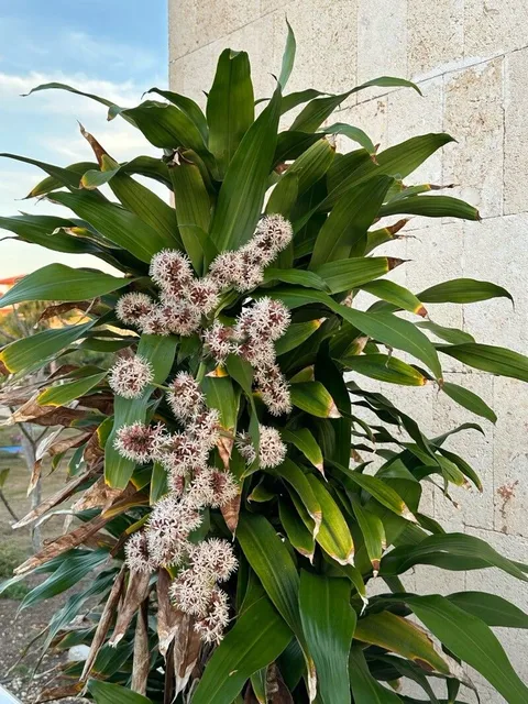Corn plant (Dracaena fragrans)