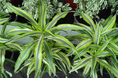 Corn plant: this photo taken in Cairo-Egypt