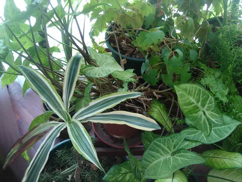 Corn plant: My indoor plants
