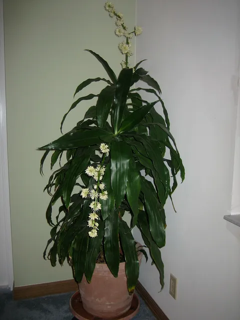 Corn plant: Dracaena Deremensis 'Janet Craig' Flowering