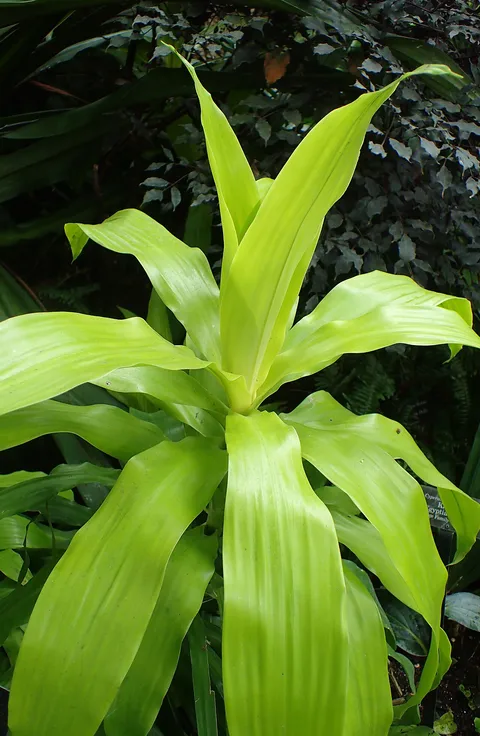 Corn plant: Dracaena fragrans 'Limelight' at Chicago Botanic Garden