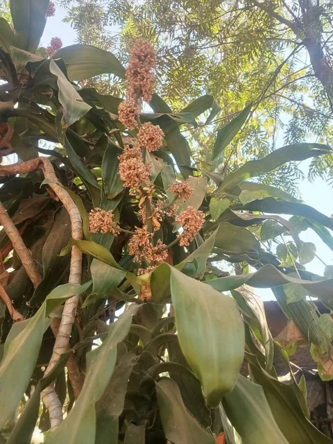 Corn plant (Dracaena fragrans)