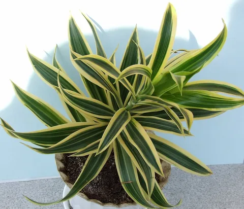 Corn plant: Dracaena reflexa