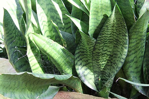 Dracaena liberica: Sansevieria liberica
