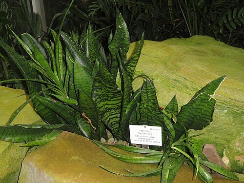 Dracaena liberica: Botanical specimen in the Palmengarten, Frankfurt am Main, Germany.
