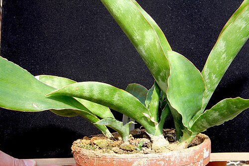 Dracaena liberica: Sansevieria liberica