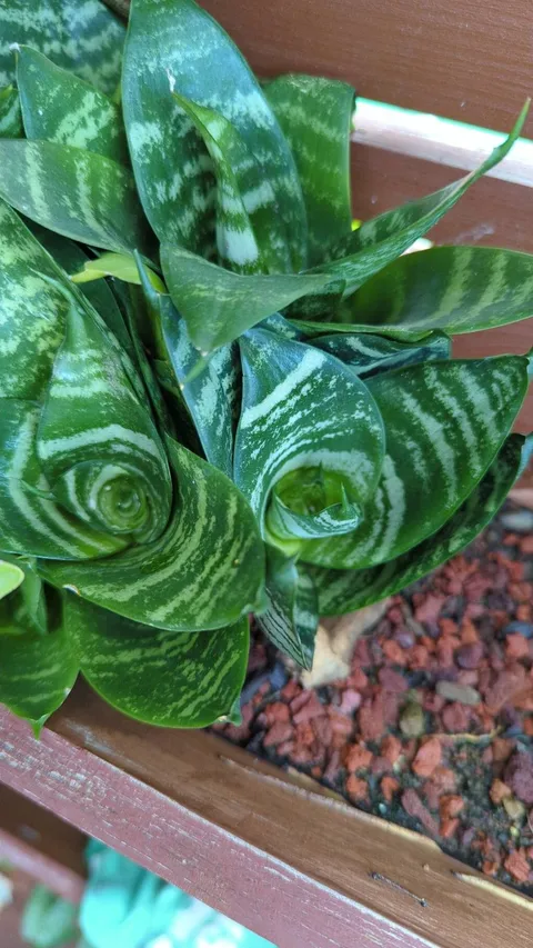 Snake plant (Dracaena trifasciata)