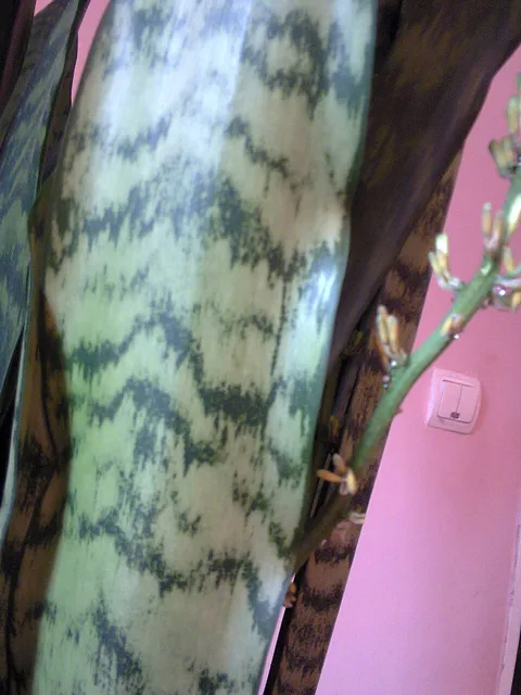 Snake plant: Sansevieria trifasciata in Lónyaytelep, Transylvania.