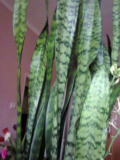 Snake plant: Sansevieria trifasciata in Lónyaytelep, Transylvania.