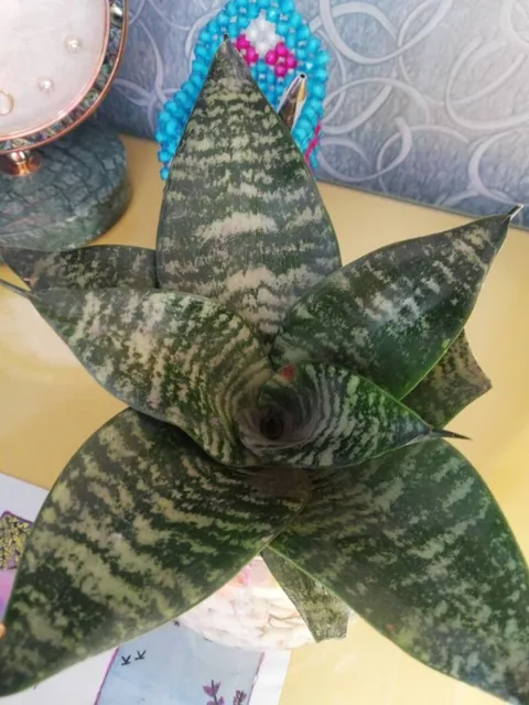 Snake plant (Dracaena trifasciata)