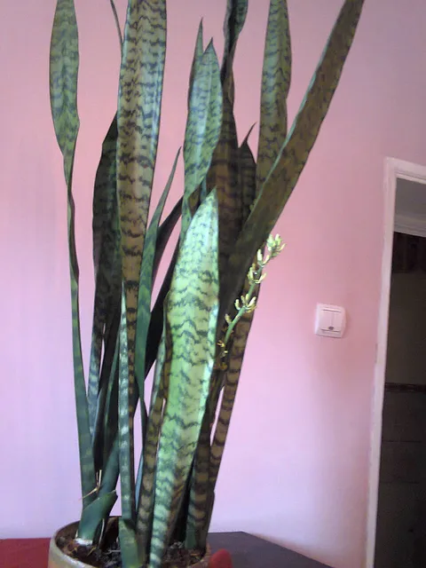 Snake plant: Sansevieria trifasciata in Lónyaytelep, Transylvania.