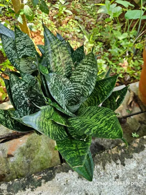 Snake plant (Dracaena trifasciata)