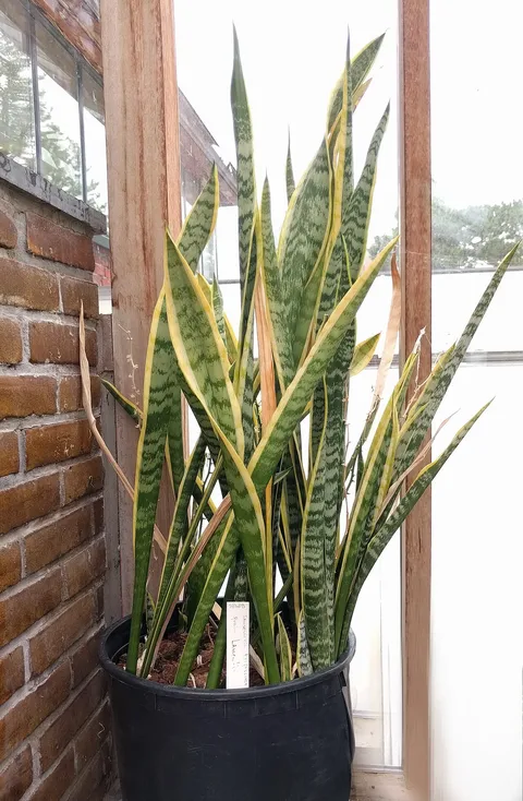 Snake plant: Sansevieria trifasciata, Hortus botanicus Leiden, Netherlands