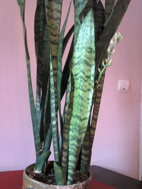 Snake plant: Sansevieria trifasciata in Lónyaytelep, Transylvania.