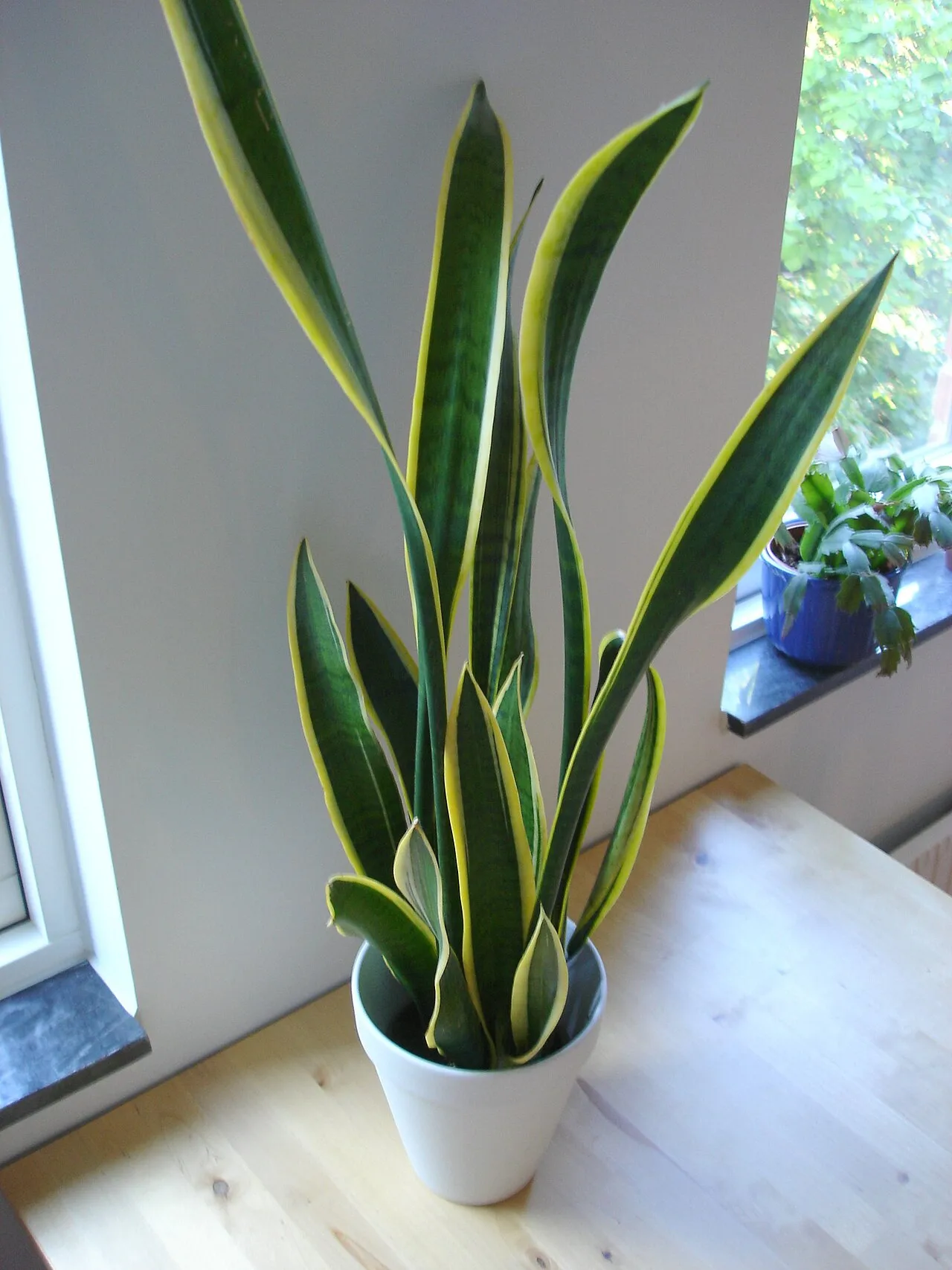 Snake plant: This plant is called "Snake plant" or "Mother-in-Law's tongue" in English.