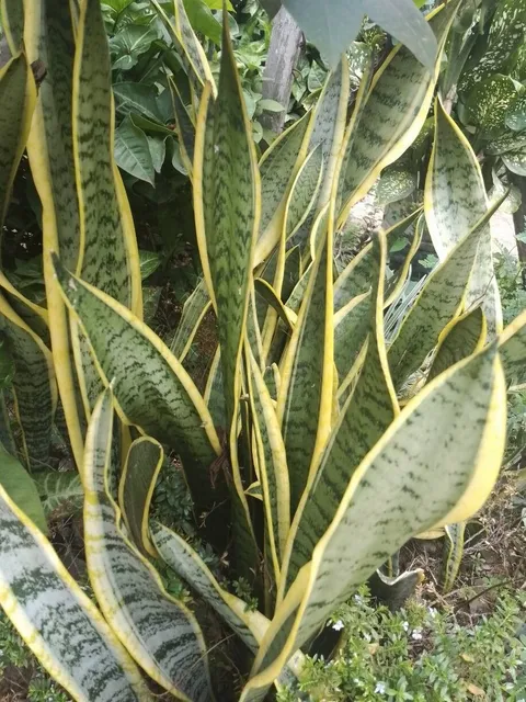 Snake plant (Dracaena trifasciata)