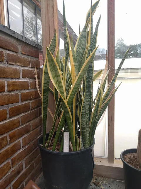 Snake plant: Hortus botanicus Leiden