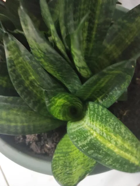 Snake plant (Dracaena trifasciata)