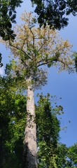 Argus pheasant tree (Dracontomelon dao)