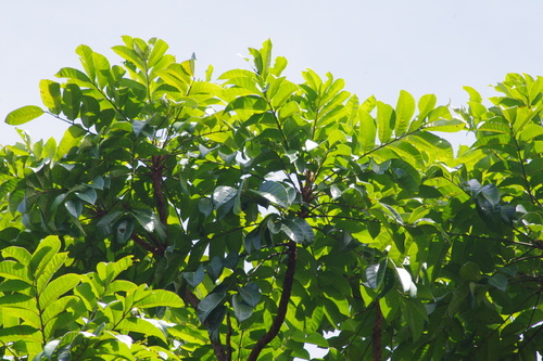 Argus pheasant tree (Dracontomelon dao)