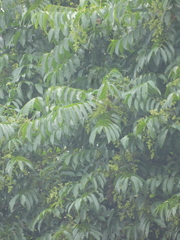 Argus pheasant tree (Dracontomelon dao)