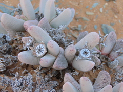 Dracophilus dealbatus (Dracophilus dealbatus)