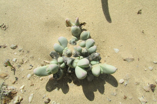 Dracophilus dealbatus (Dracophilus dealbatus)