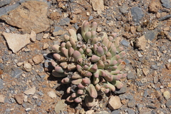 Dracophilus dealbatus (Dracophilus dealbatus)