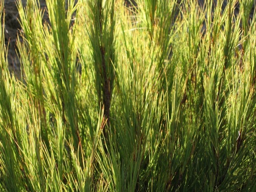 Dracophyllum acerosum (Dracophyllum acerosum)