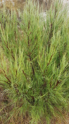 Dracophyllum acerosum (Dracophyllum acerosum)