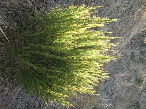 Dracophyllum acerosum (Dracophyllum acerosum)