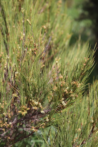 Dracophyllum acerosum (Dracophyllum acerosum)