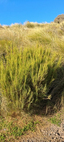 Dracophyllum acerosum (Dracophyllum acerosum)