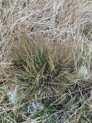 Dracophyllum acerosum (Dracophyllum acerosum)