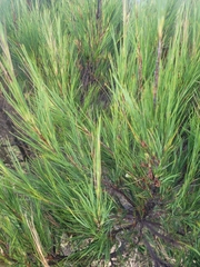Dracophyllum acerosum (Dracophyllum acerosum)