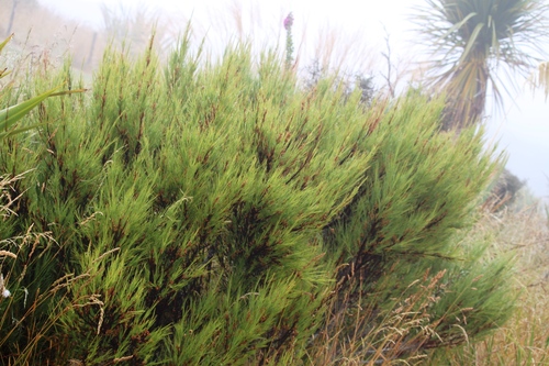 Dracophyllum acerosum (Dracophyllum acerosum)