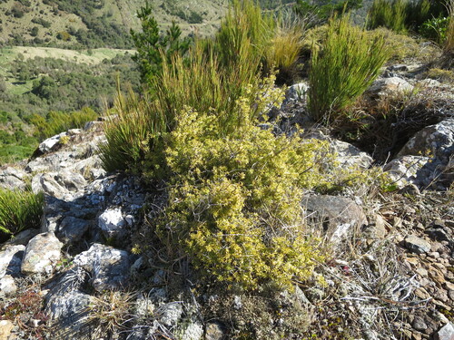 Dracophyllum acerosum (Dracophyllum acerosum)