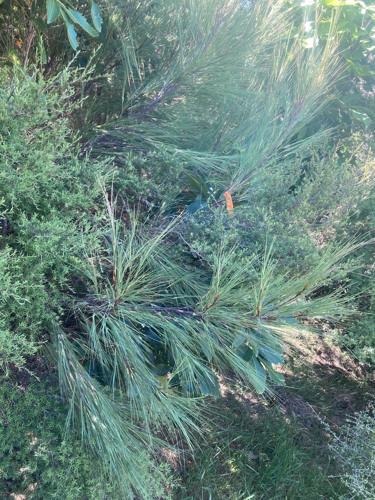 Dracophyllum acerosum (Dracophyllum acerosum)