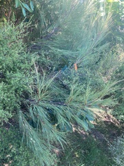 Dracophyllum acerosum (Dracophyllum acerosum)