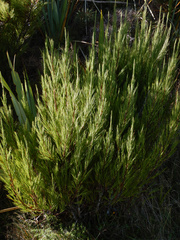 Dracophyllum acerosum (Dracophyllum acerosum)