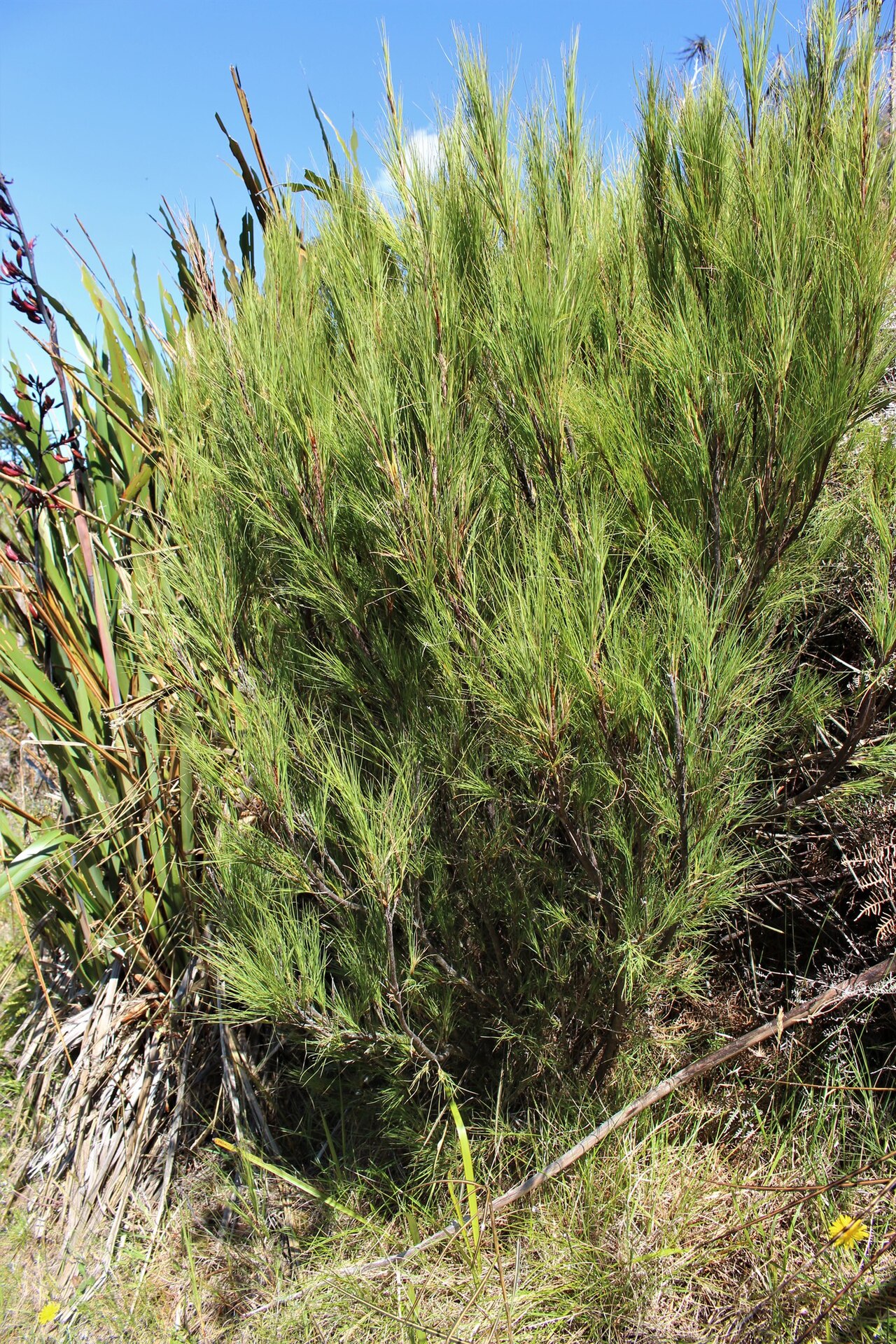 Dracophyllum acerosum: A photo of the endemic New Zealand plant Dracophyllum acerosum
